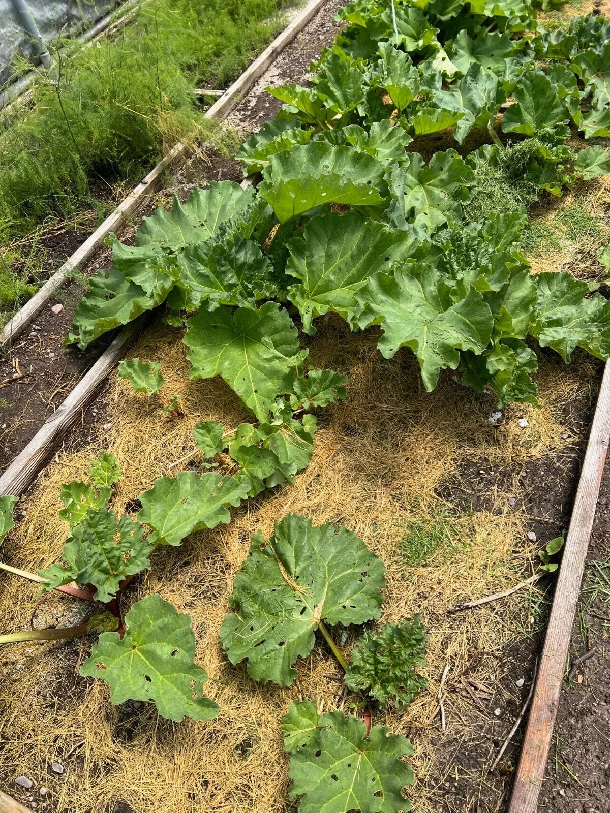 Organic Rhubarb Plants Victoria Variety - 2 Crowns, Freshly Dug, Non-GMO Rheum rhabarbarum