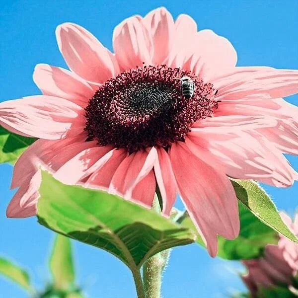 Pink Sunflower Seeds - Organic Helianthus annuus Flower Seeds for Garden & Pots, Rare Pink Sunflowers, Non-GMO, 30 Pack