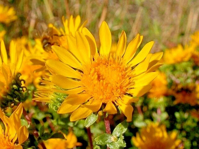 Puget Sound Gumweed Seeds - 100 Pack, Grindelia, Medicinal Herb, Wildflower, Native Plant for Garden, Attracts Pollinators