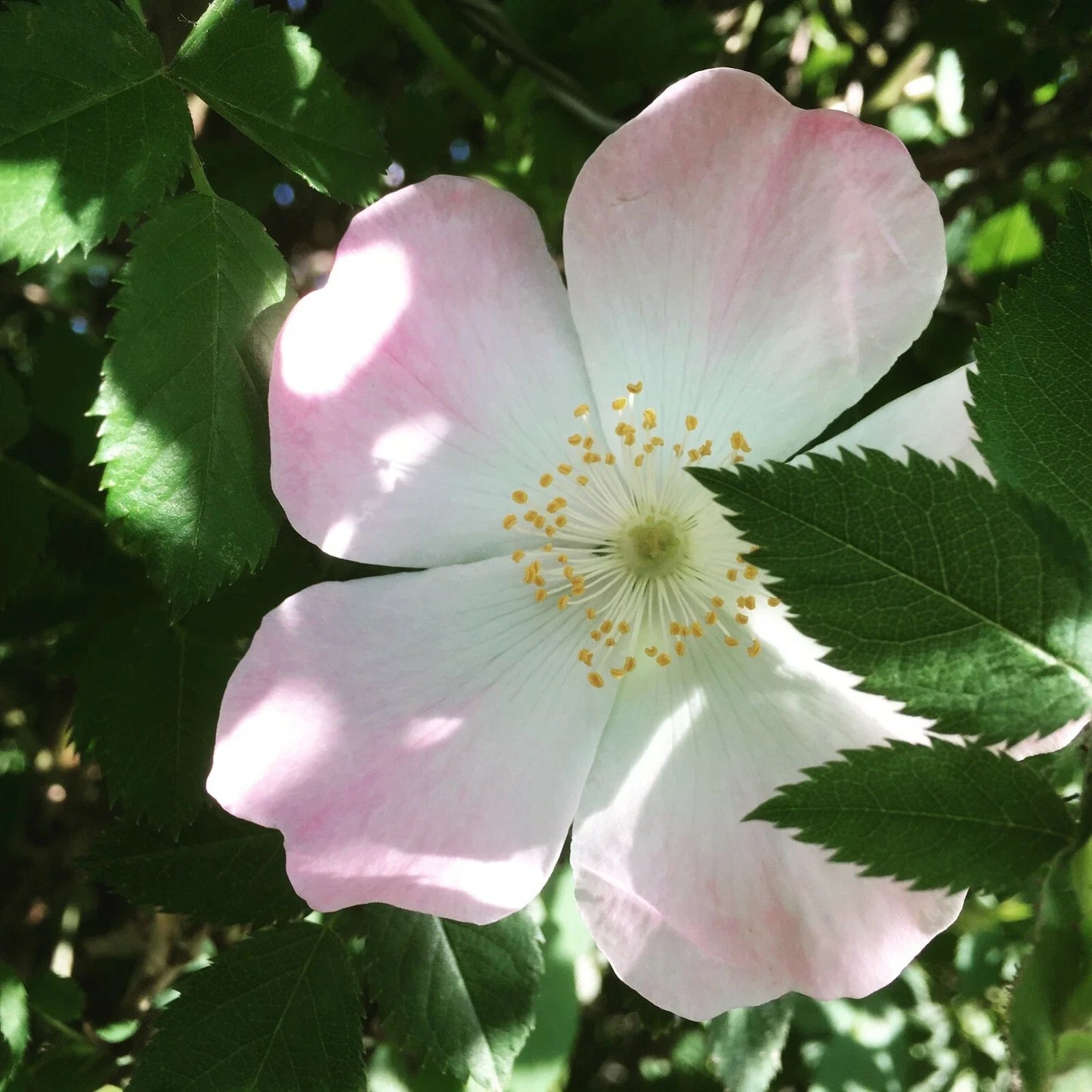 Dog Rose Seeds, Brier Rose Rosa Canina, Wildflower Seeds for Garden Planting, Natural Hedge, Wildlife Garden, 50 Pack