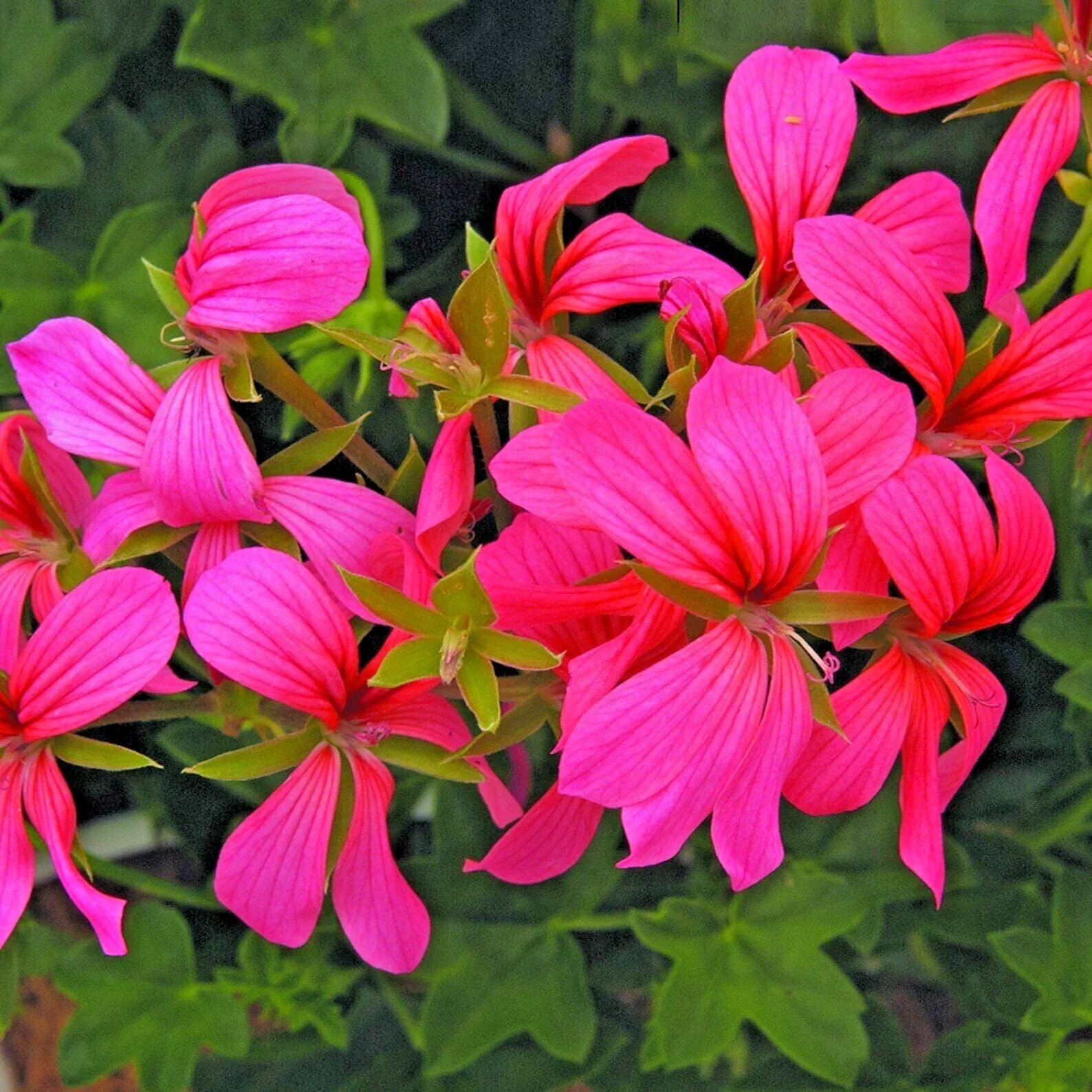 Geranium Pelargonium Cuttings - Cascade Pink Ivy Plant, Trailing, Unrooted 6" Clippings, Pelargonium peltatum 'Cascade Sofie'