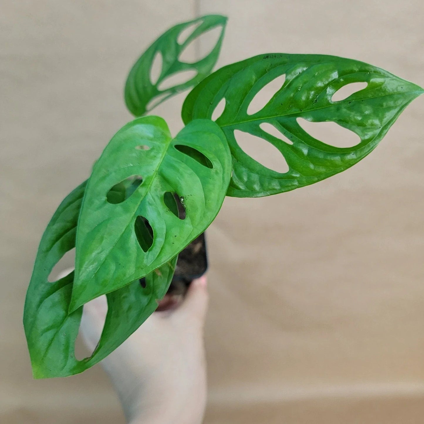 Monstera Adansonii Swiss Cheese Plant - Live Indoor Tropical Houseplant in 4" Pot - Unique Foliage for Home Decor