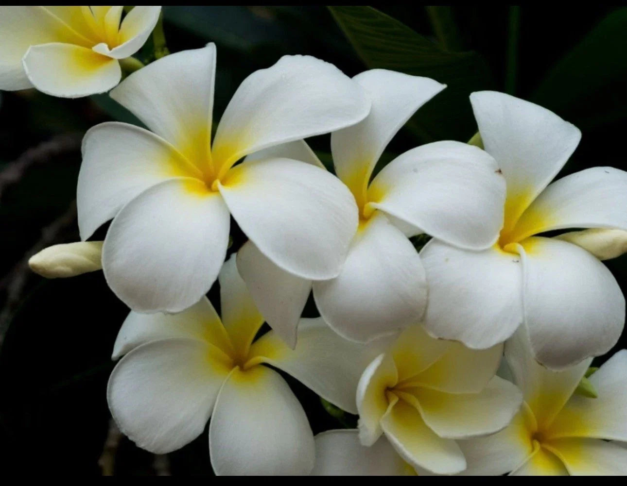 Plumeria Cutting - Triple Branched Yellow Frangipani Live Plant for Garden & Container