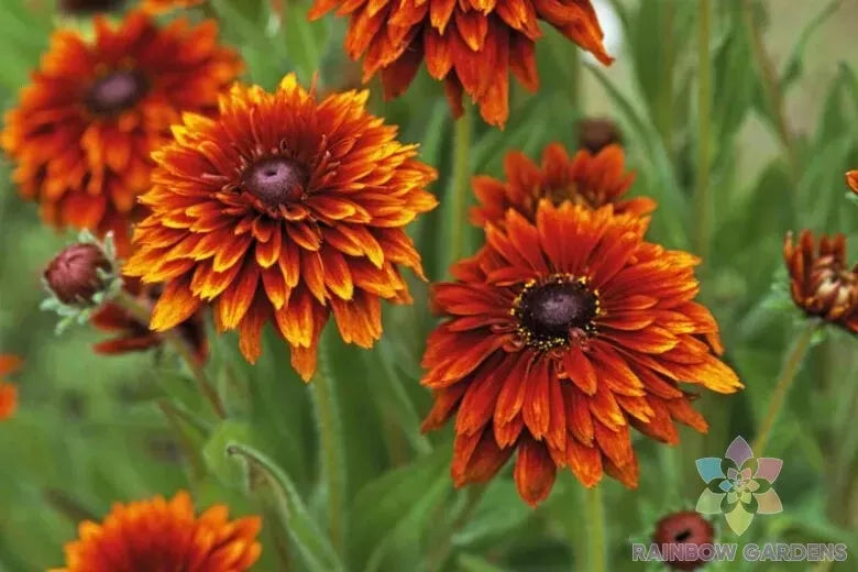 Cherokee Sunset Rudbeckia Seeds - 200+ Pack, Black-Eyed Susan, Rudbeckia hirta, Vibrant Yellow and Orange Flowers for Garden Planting