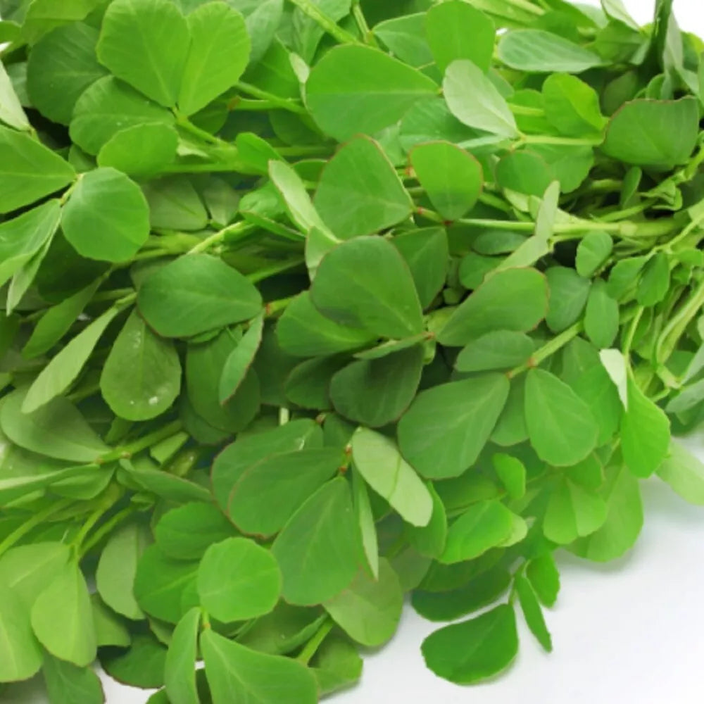 Organic Fenugreek Seeds 4 oz | Trigonella foenum-graecum Culinary Herb for Cooking & Gardening