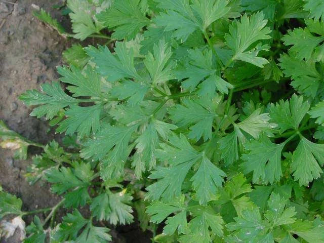 Bulk Parsley Seeds - 1000 Dark Green Italian Flat Leaf Seeds - Petroselinum crispum