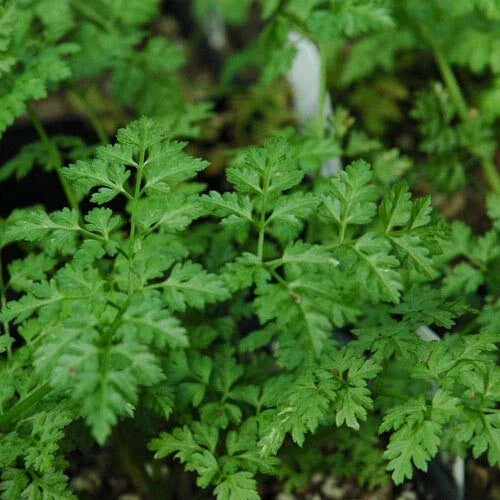 Winter Chervil Herb Seeds - Heirloom Anthriscus cerefolium - 100 to 1500 Count