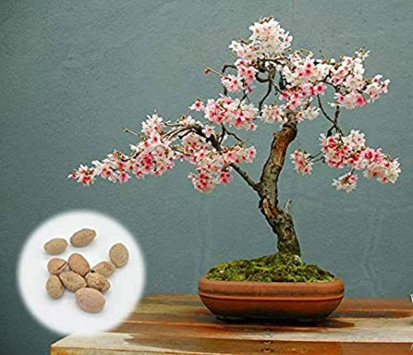 Japanese Flowering Cherry Blossom Bonsai Seeds - 20 Prunus serrulata Rare Exotic Seeds for Indoor Outdoor Gardening