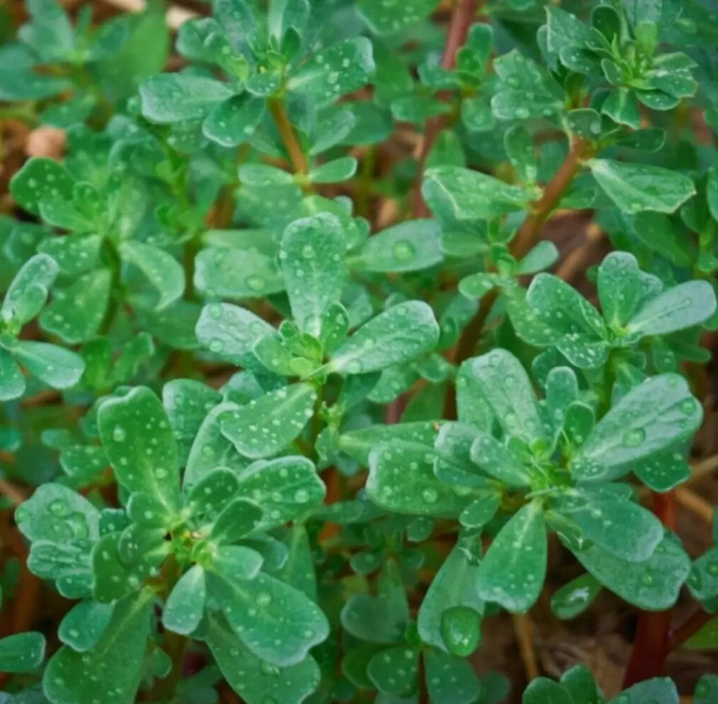 Green Purslane Seeds 1000+ Count | Edible Portulaca oleracea sativa Garden Variety