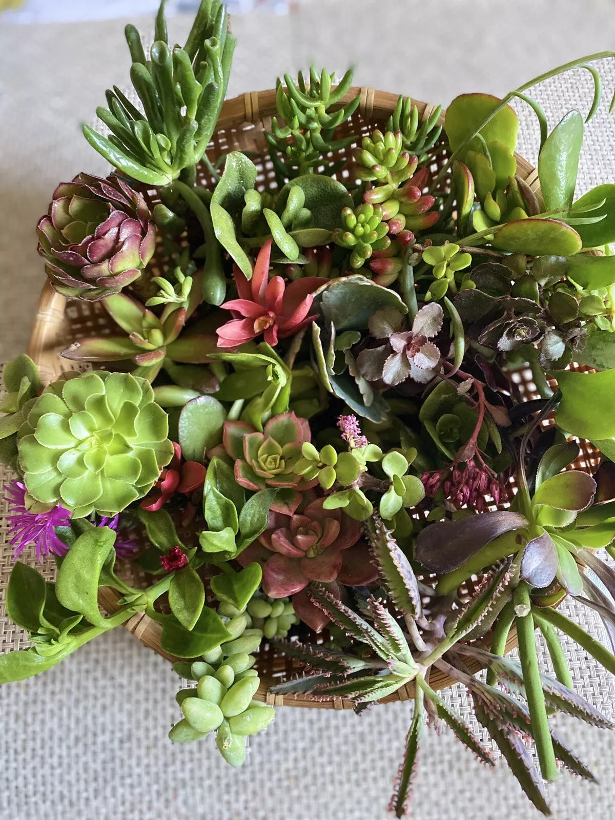 Organic Succulent Cuttings Assorted Varieties for DIY Plant Projects - Indoor & Outdoor Gardening