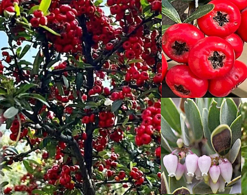 Bearberry Seeds - 20+ Arctostaphylos uva-ursi Seeds - Hardy Ground Cover Plant