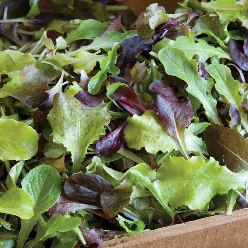 Gourmet Lettuce Seeds Mix - 500 Heirloom Varieties for Salad Greens - Lactuca sativa