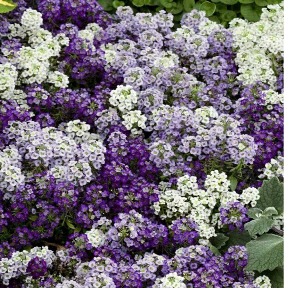 Sweet Alyssum Flower Seeds - 100 Pack Mulberry Color Mix - Lobularia maritima - Purple, White, Lilac for Gardens & Containers
