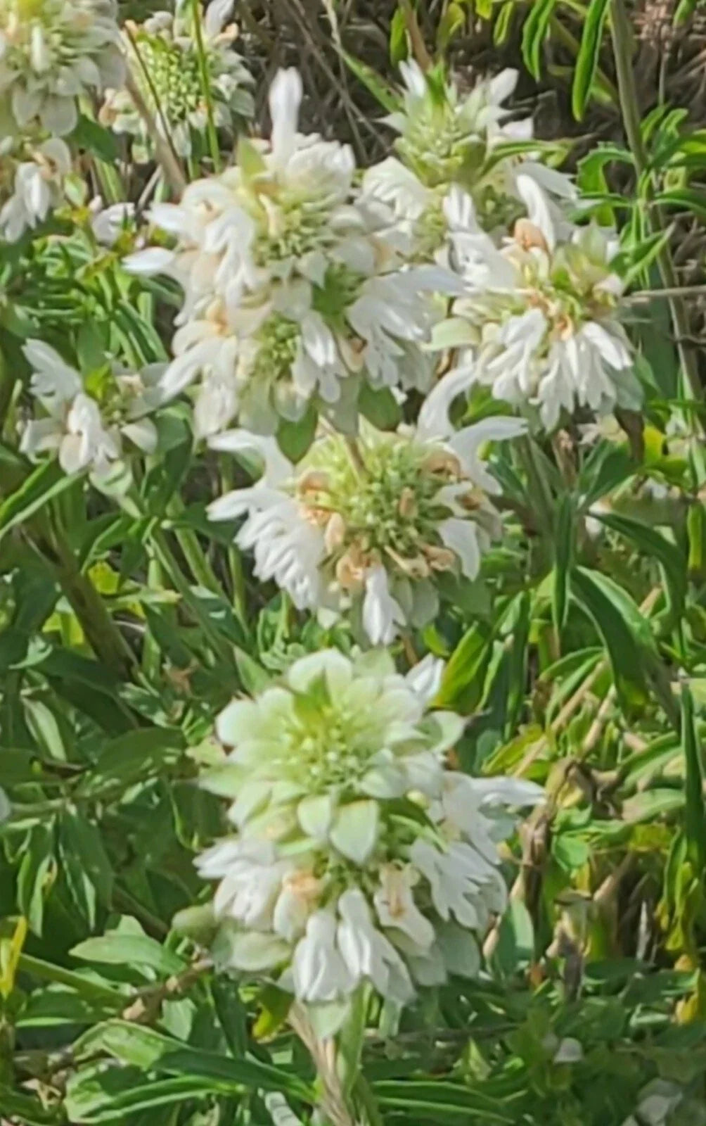 Lemon Beebalm Seeds – Organic Monarda citriodora Herb, Culinary & Medicinal, Pollinator Attractant, 100+ Seeds