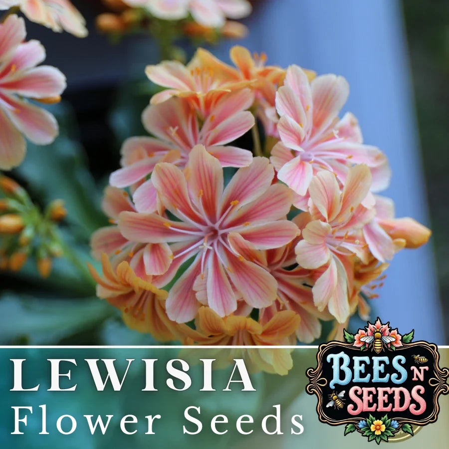 Sunset Lewisia Seeds - Non-GMO Flower Seeds for Garden, Rock Gardens, Borders - Lewisia cotyledon, Colorful Blooms, Perennial, 35 or 100 Pack