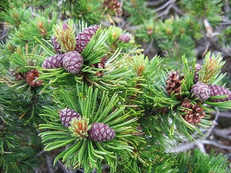 Dwarf Mugo Pine Tree Seeds 30 Count, Pinus mugo pumilio, Evergreen Conifer Seeds for Landscaping and Gardening