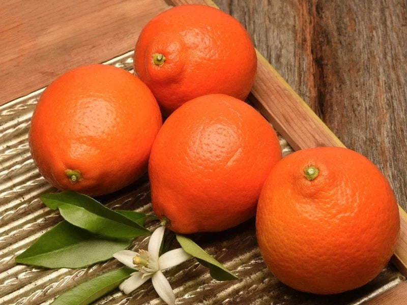 Duncan Grapefruit Seeds - 5+ Pack for Gardening - Citrus × paradisi - Non-GMO, High Germination Rate