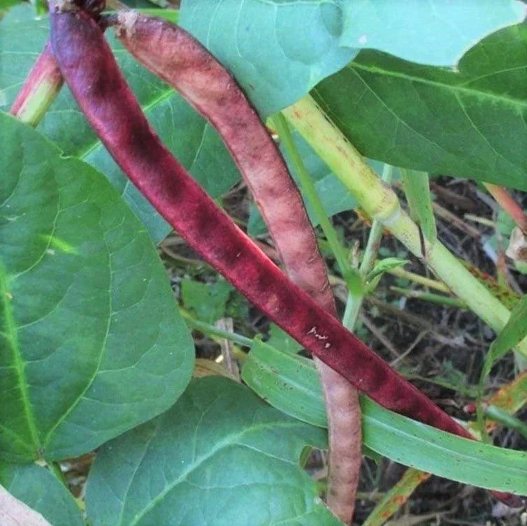 Red Ripper Cowpea Seeds - 100+ Count, Small Mexican Red Beans, Vigna unguiculata, Seed Packet