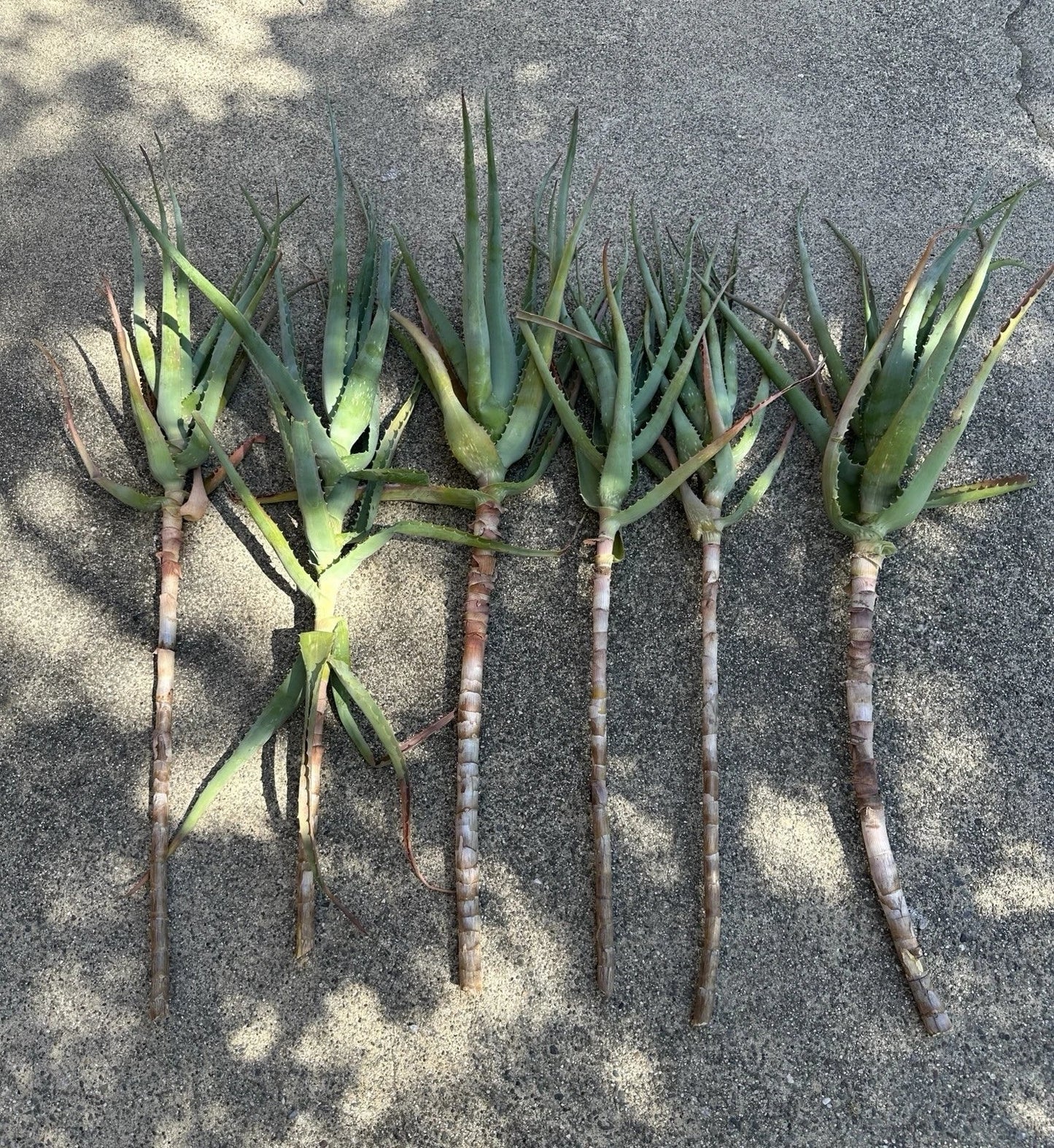 Torch Aloe Cuttings Lot of 6 | Aloe arborescens Succulent Plants for Indoor & Outdoor Gardens