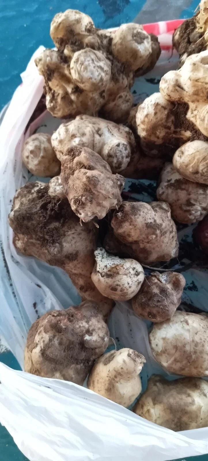 Organic Jerusalem Artichoke Tubers for Planting - Helianthus tuberosus, White, Medium & Small, Non-GMO, Easy to Grow