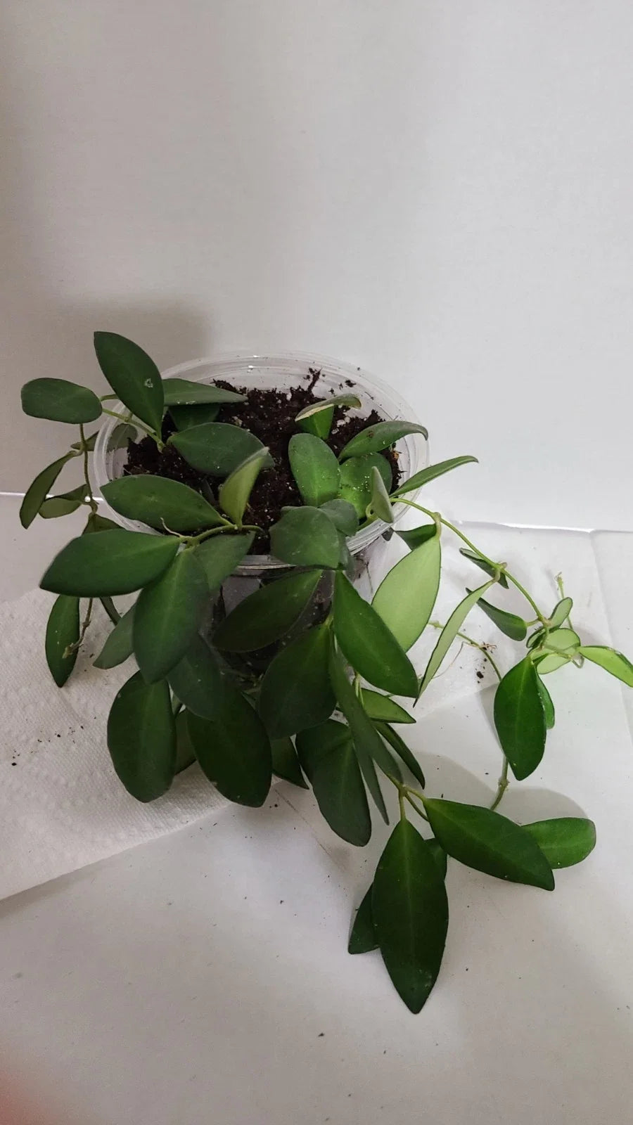 Hoya Sp. aff. Burtoniae Indoor Plant in 5-Inch Pot, Tropical Houseplant with Waxy Foliage and Fragrant Blooms