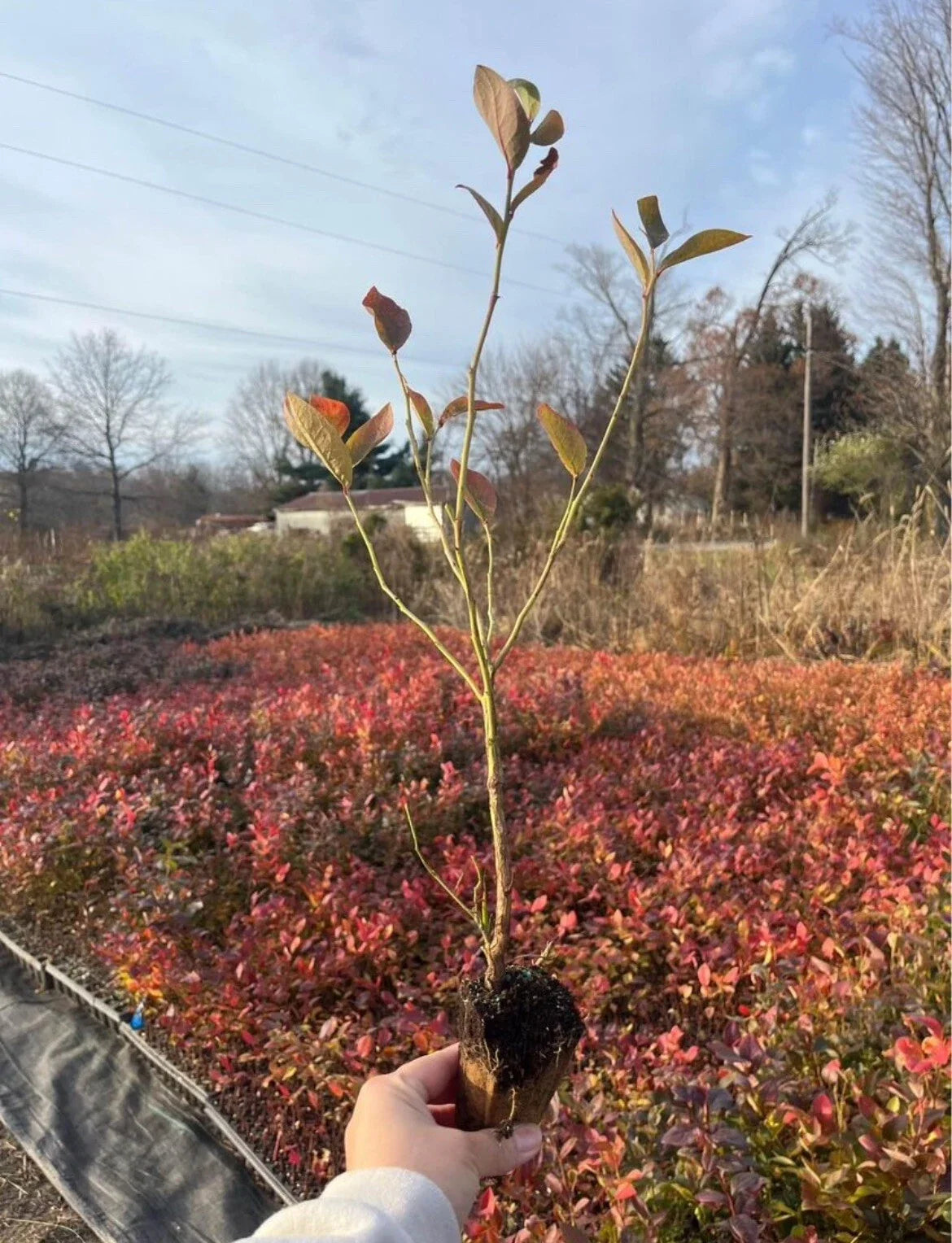 Rooted Blueberry Plants Highbush Vaccinium corymbosum Edible Fruit for Home Garden