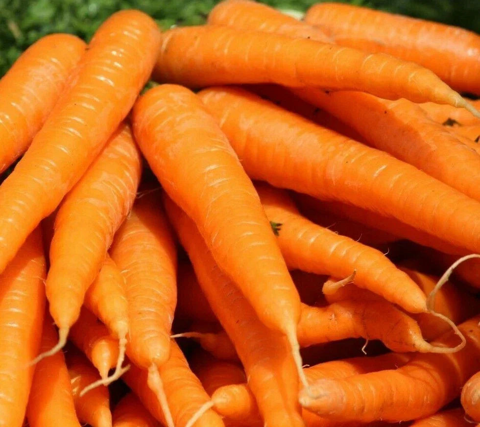 Tendersweet Carrot Seeds 1000+ Non-GMO Daucus carota for Spring Planting