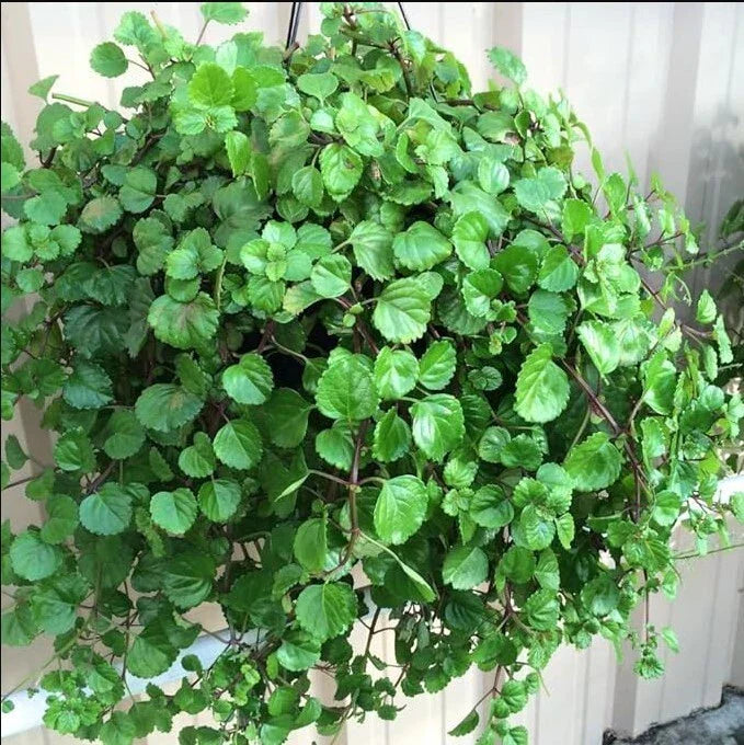 Swedish Ivy Live Plant 4" Pot - Plectranthus australis Indoor Houseplant