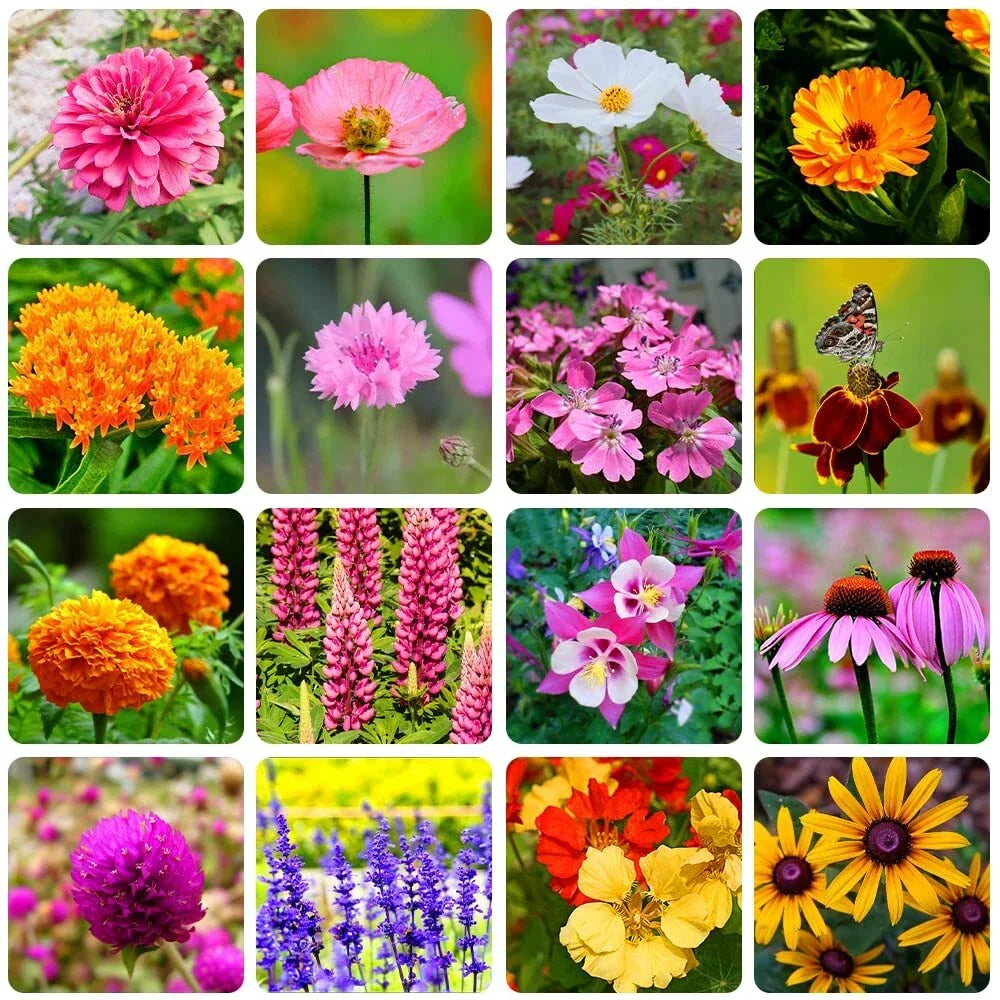 Bulk Wildflower Seeds Packet - 10,000+ Varieties Eco-Friendly Mix for Pollinators
