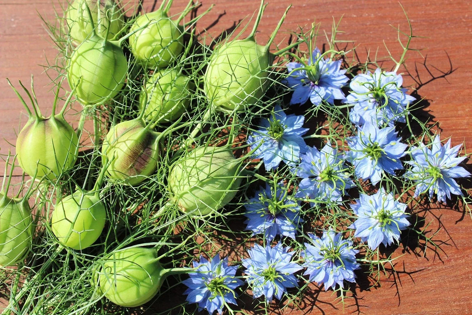Love in a Mist Flower Seeds 1,000 Nigella damascena Blue White Garden Planting, Cottage Garden, Cut Flowers