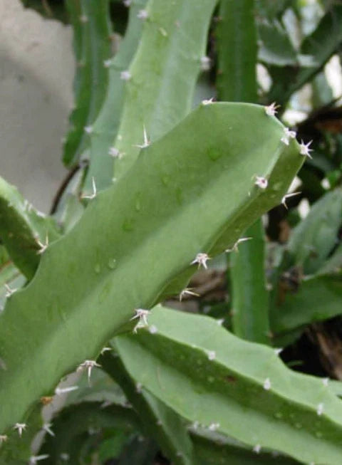 Acanthocereus Tetragonus Cutting – White Triangle Cactus, Pitaya Plant, Succulent, Desert Garden, Indoor Outdoor