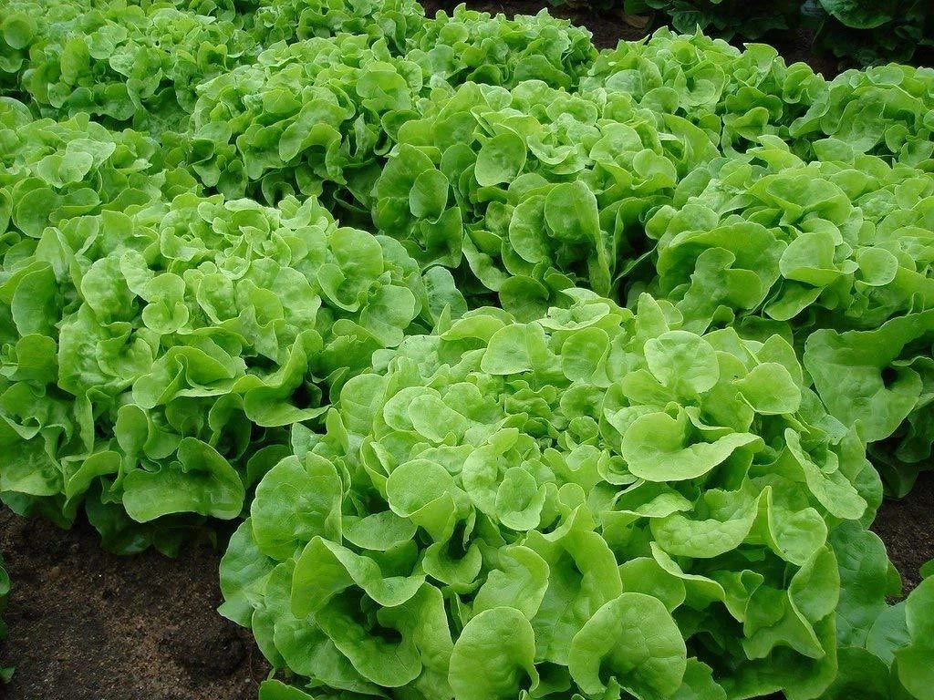 Organic Oakleaf Leaf Lettuce Seeds Heirloom Non-GMO 1000+ Count Fresh for Home Gardening