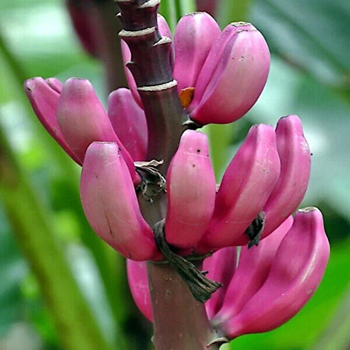 Pink Dwarf Banana Tree Seeds - 100 Count - Musa velutina - Rare Tropical Fruit Plant for Zone 7b
