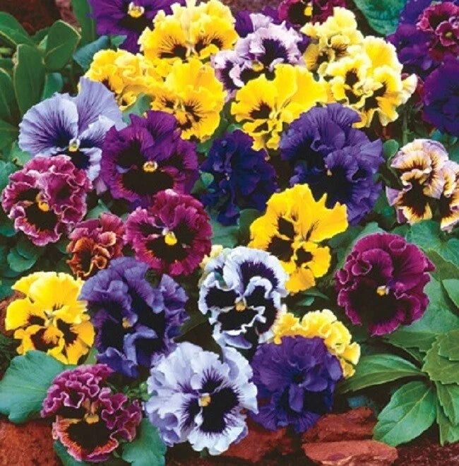 Pansy Seeds Frizzle Sizzle Mix – 50 Colorful Viola x wittrockiana Annual Flower Seeds for Garden, Containers & Borders