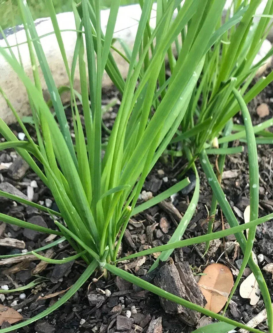 Fresh Garlic Chinese Chives Bare Roots Live Plant - Allium tuberosum Heirloom