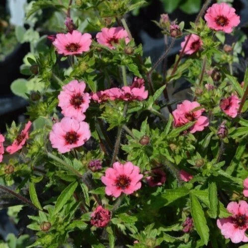 Potentilla Seeds 25+ Count 'Miss Willmot' Variety, Perennial Plant for Gardens, Yellow Flowers, Potentilla fruticosa