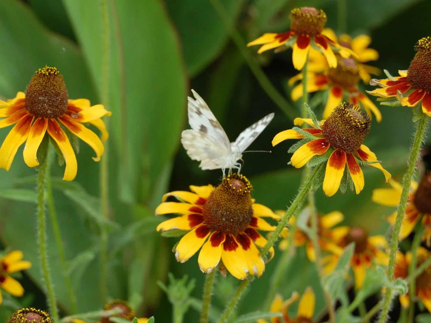 Clasping Yellow Coneflower Seeds, Rudbeckia amplexicaulis, Native Wildflower for Pollinators & Cut Flowers, 1000+ Seeds Pack