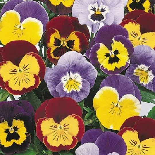 Joker Mix Pansy Seeds - 50 Seeds - Colorful Viola tricolor Annual Flowers for Garden, Containers & Baskets