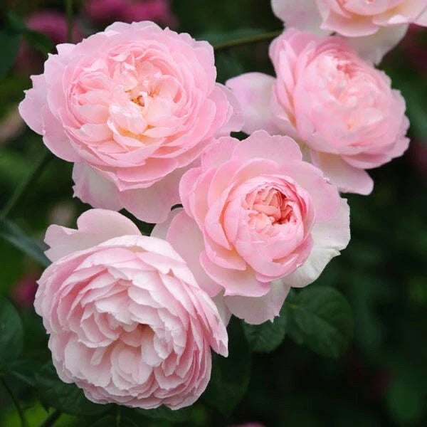David Austin Rose Cuttings (3) - Fresh Rooting Stock for Gardeners | Rosa 'David Austin'