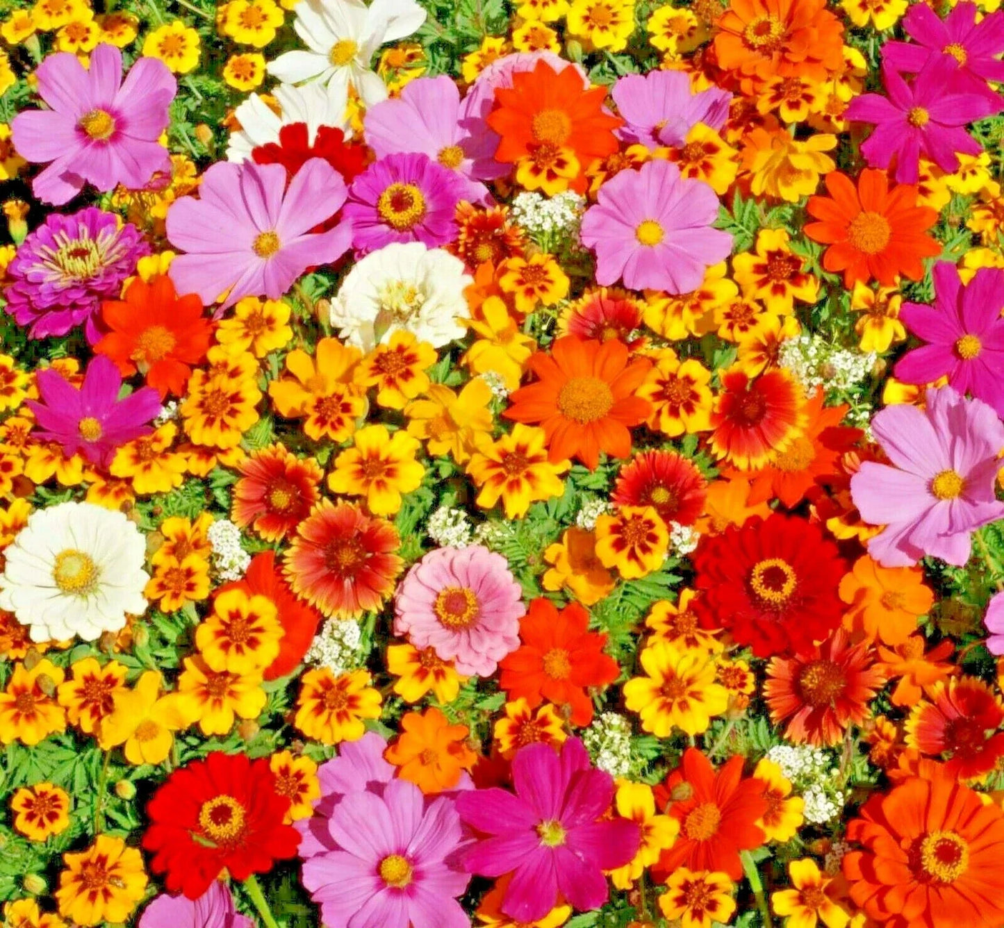 Native Wildflower Seed Mix - 2000+ Seeds - 19 Flowering Annuals for Pollinators