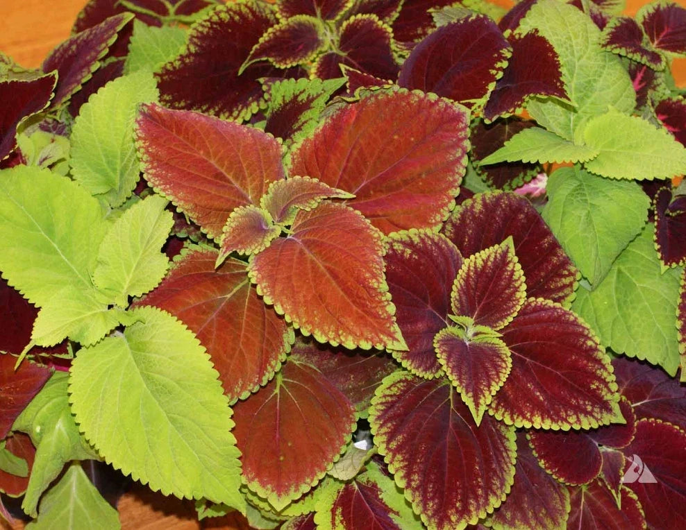 Coleus Seeds Rainbow Mix 500 Non-GMO Annual Garden Plants Plectranthus scutellarioides for Shade Gardens