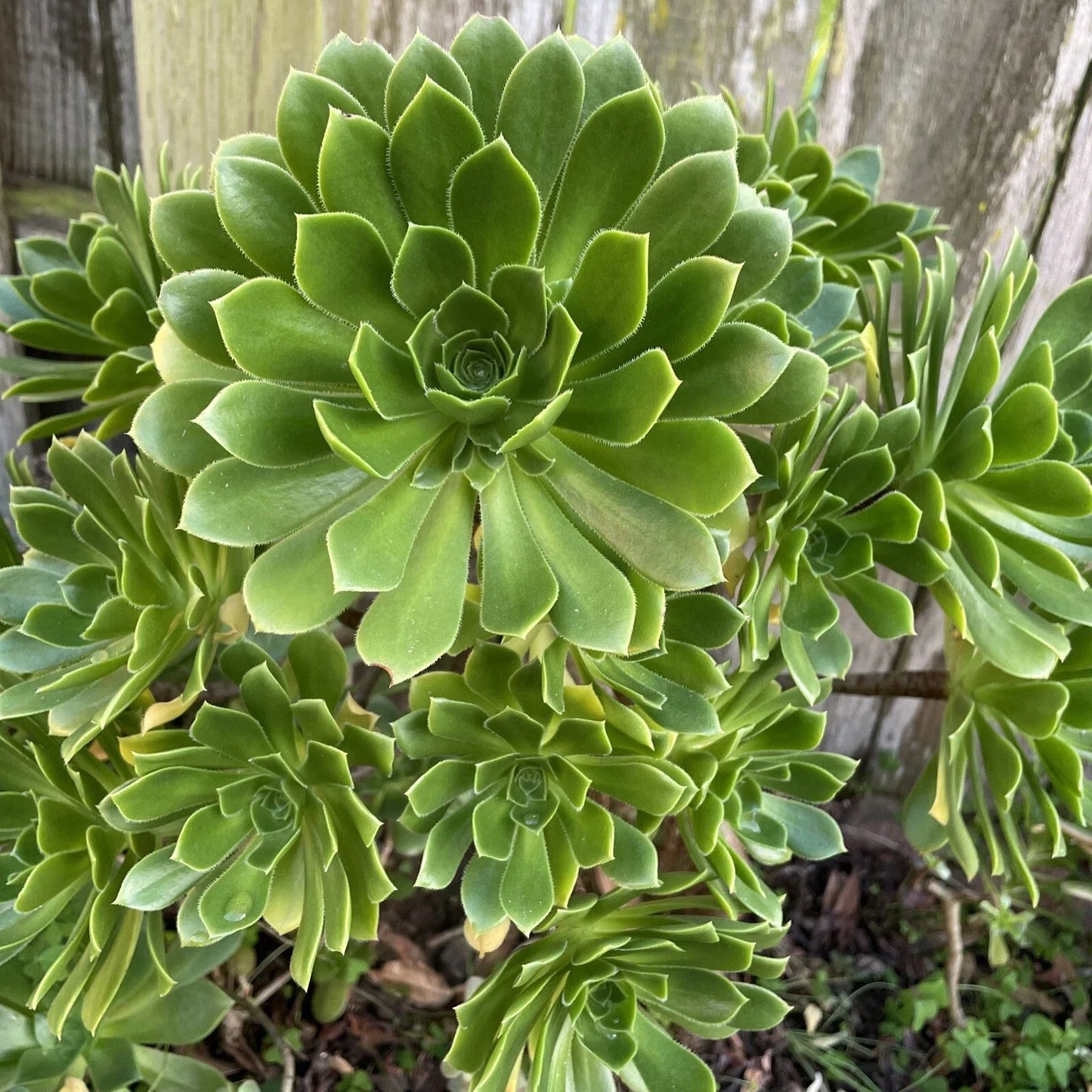 Green Aeonium Succulent Cuttings 20 Pieces - Echeveria Greenovia