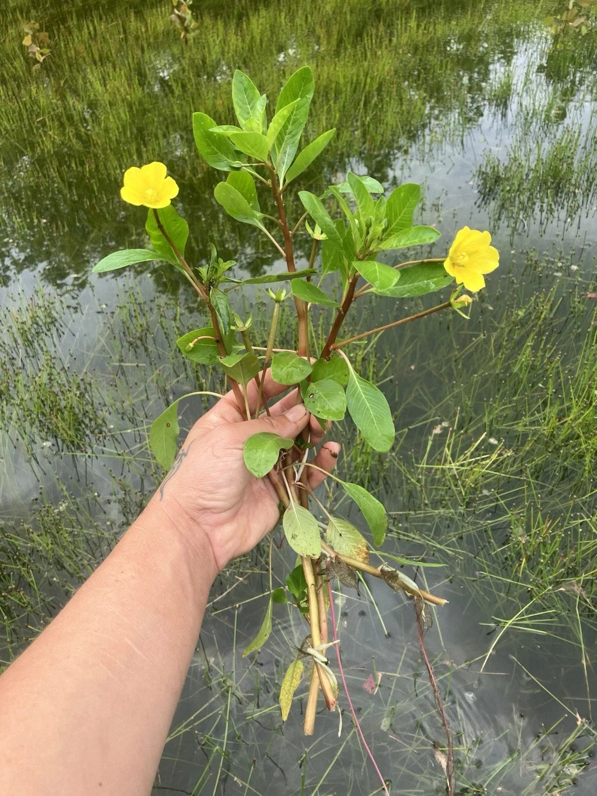 Creeping Primrose Pond Plant - Pack of 6 Rooted Aquatic Plants Ludwigia repens for Water Gardens