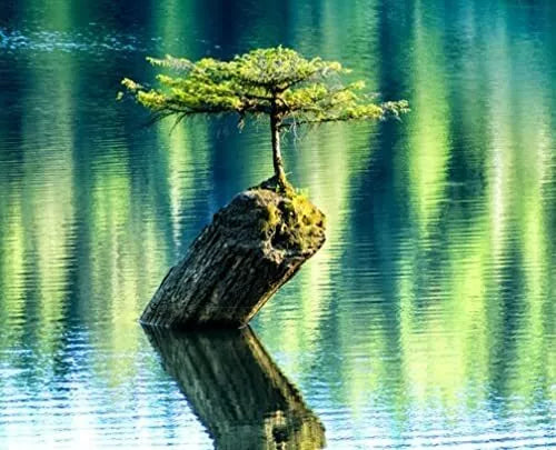 Bonsai Tree Seeds - Balsam Fir - Abies Balsamea - Evergreen Indoor & Outdoor Plant - 10 Seeds