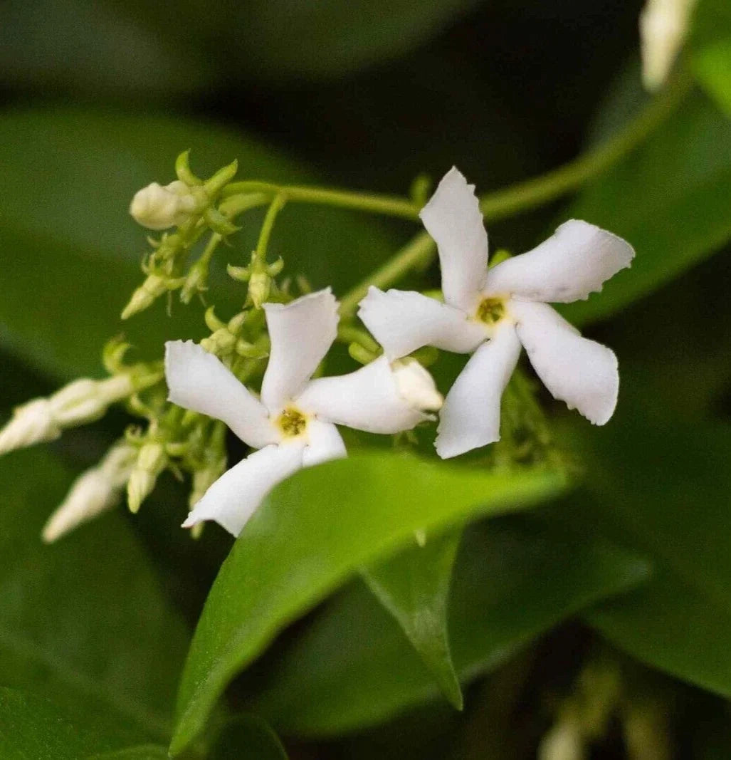 Star Jasmine Live Cuttings 6" Trachelospermum Jasminoides Climbing Shrub White Flowers Evergreen
