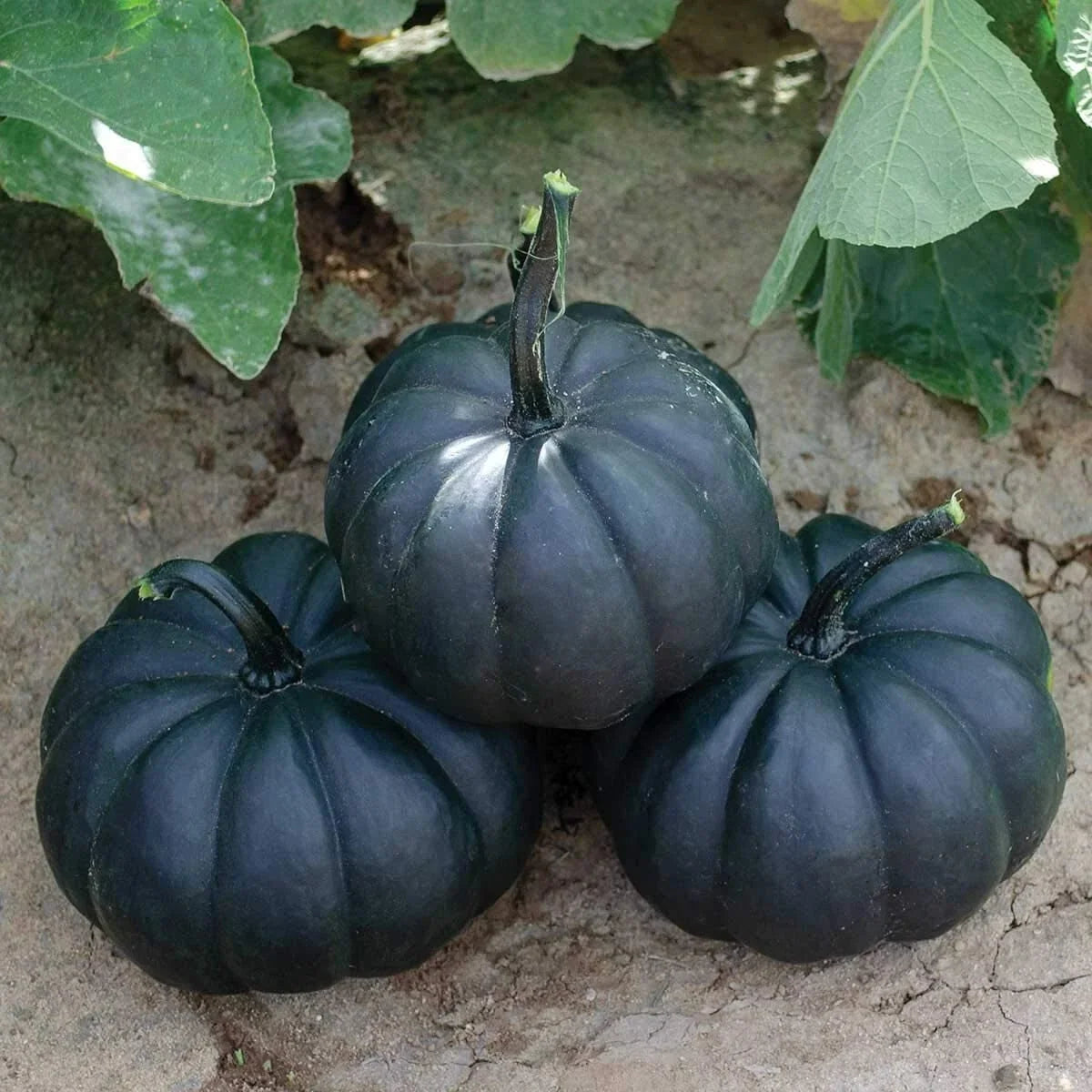 Black Pumpkin Seeds - 10 Exotic Cucurbita pepo for Black Kat Pumpkins, Decorative & Culinary Use