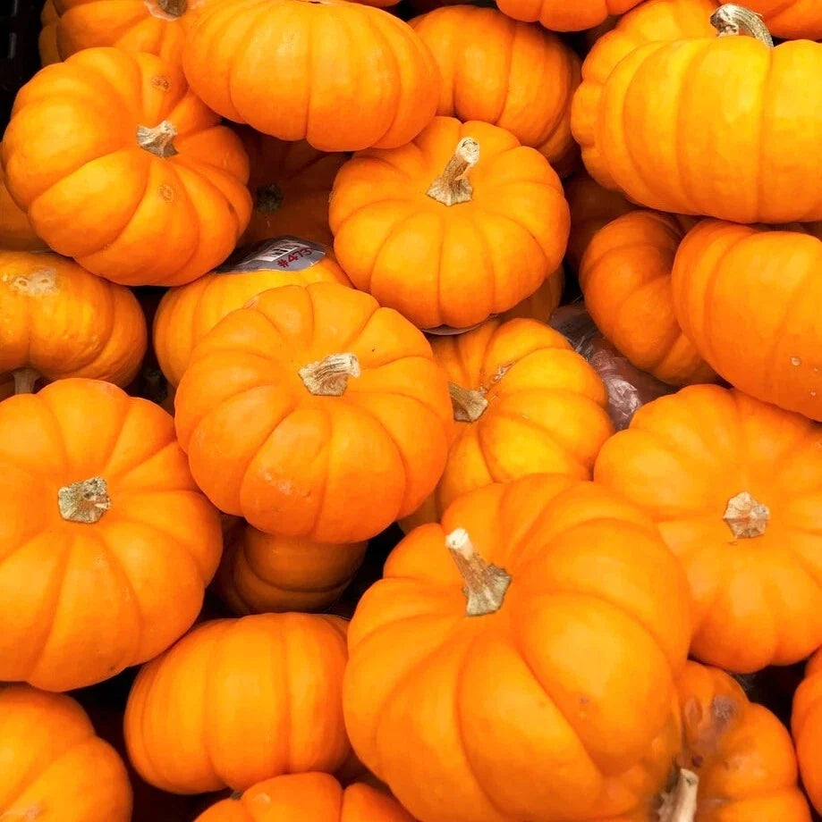 Jack Be Little Pumpkin Seeds – Mini Orange Halloween Seeds for Container Gardening, Cucurbita pepo, Untreated, Non-GMO