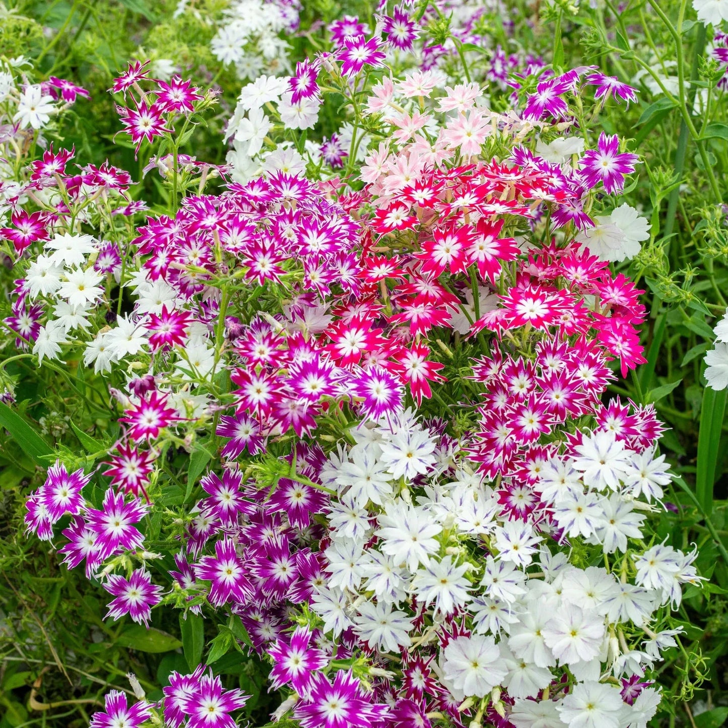 Twinkle Tall Mix Phlox Seeds - Over 100 Non-GMO Garden Flower Seeds for Borders & Containers - Phlox paniculata