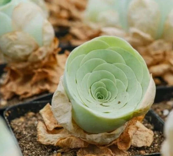 Rare Succulent Seeds - Mountain Rose Echeveria 'Mountain Rose' - 10 Seeds for Indoor & Outdoor Gardens