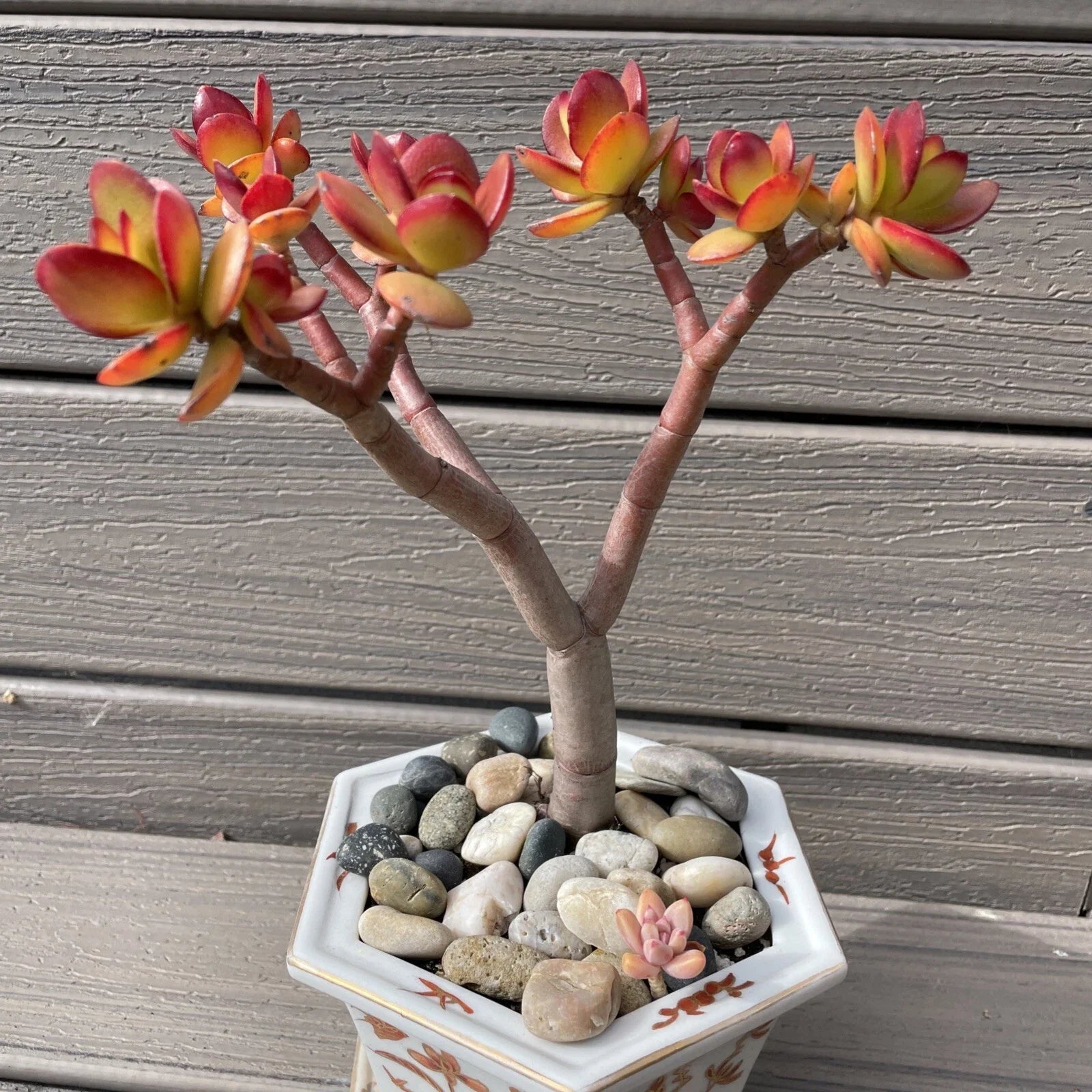 Rare Red Akai Jade Succulent Bonsai Tree 8-10" Crassula Ovata Bare Rooted Plant